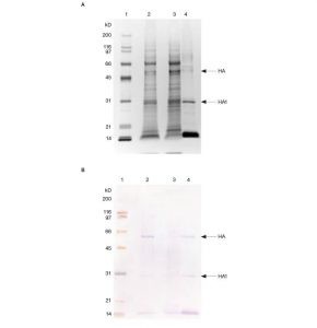 Fig. 3. SDS-PAGE (A) and immunoblotting analysis (B) of fractions.