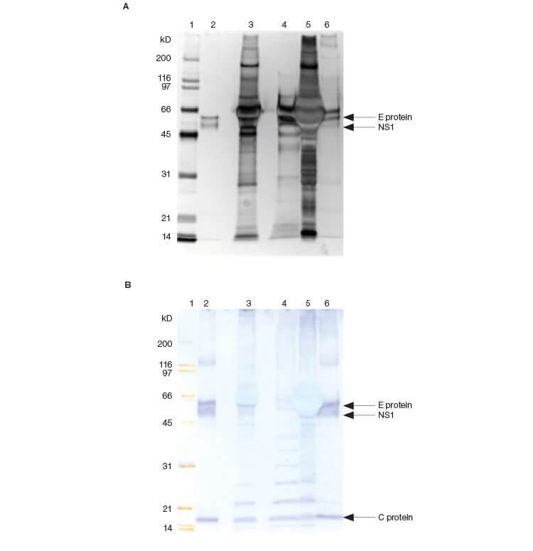 Fig. 5. SDS-PAGE (A) and immunoblotting analysis (B) of fractions.