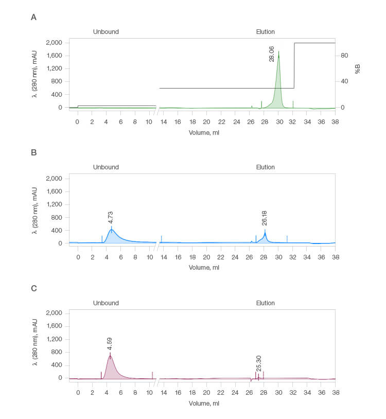 Fig. 2. Chromatograms representing good (A), poor (B), and negligible (C) IgG binding.