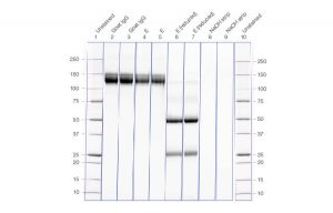 Fig. 3. Gel image confirming the yield of IgG, reduced IgG, and column strip fractions run from the corresponding chromatogram.