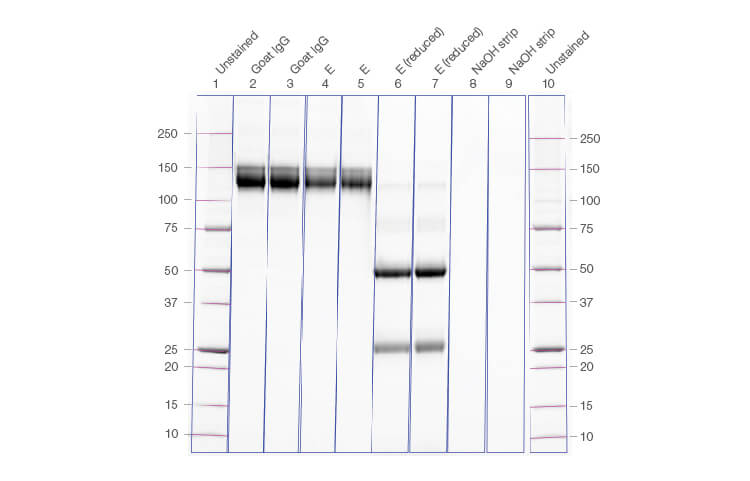 Fig. 3. Gel image confirming the yield of IgG, reduced IgG, and column strip fractions run from the corresponding chromatogram.