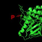 10 Tips for Western Blot Detection of Phosphorylation Events