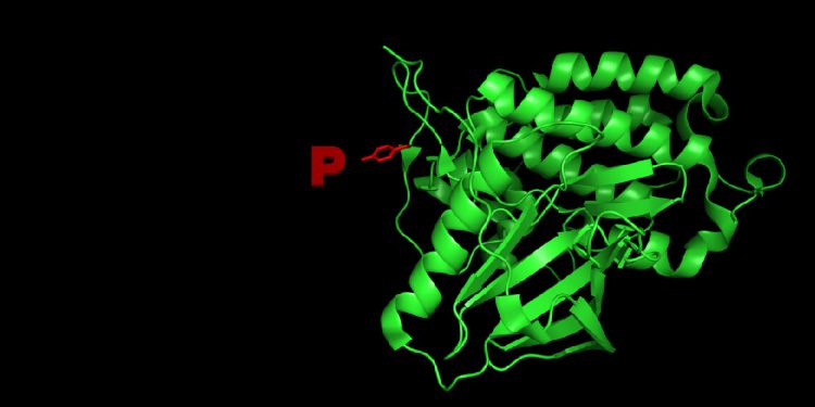 10 Tips for Western Blot Detection of Phosphorylation Events