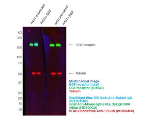 Fig. 2. Fluorescent multiplexing enables the quantification of phosphoproteins on a single blot