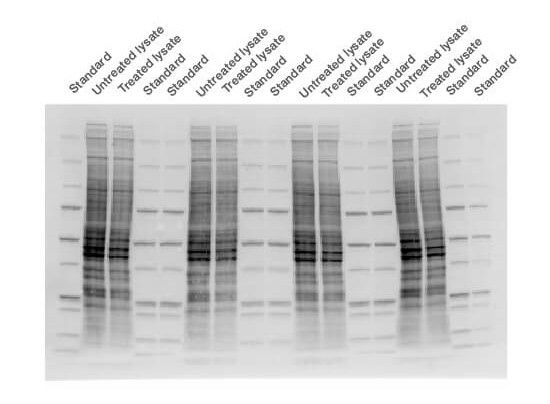 Fig. 3. Stain-free technology image.