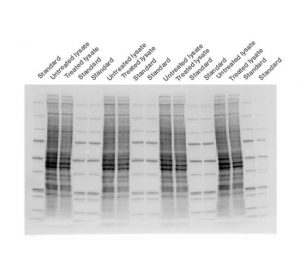 Fig. 3. Stain-free technology image.