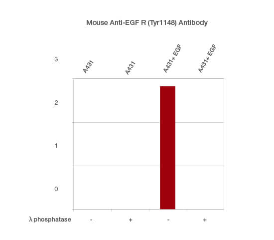 Fig. 4. Normalized signal intensity of EGF R (pTyr1148) from EGF-treated and untreated lysates, treated with (+) or without (-) lambda protein phosphatase.