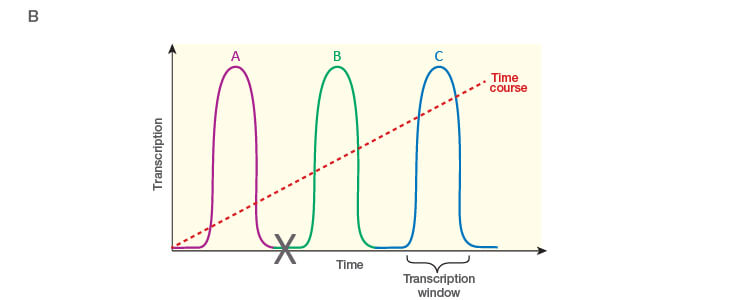 Fig. 1. Planning and scoping a quantitative PCR (qPCR) experiment. B, time dependence on transcription of targets A, B, and C post-treatment.