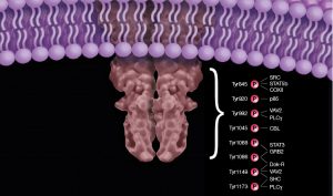 EGFR signaling zoomed in.