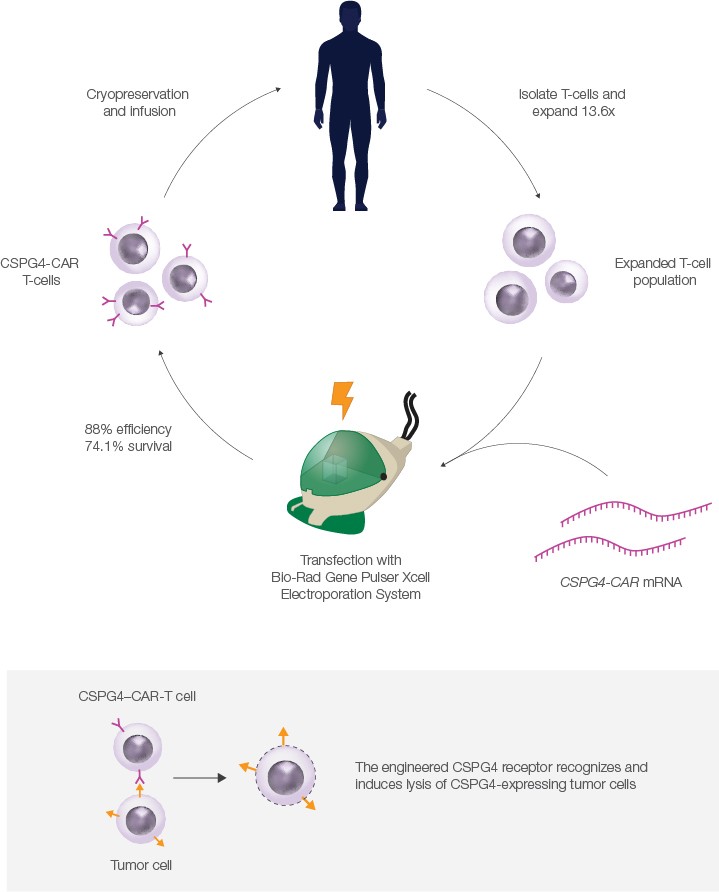 T cell and Bio-Rad Gene Pulser Xcell Electroporation System cycle