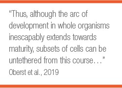 Pull Quote: Thus Although the arc of development in whole organisms inescapably extends towards maturity, subsets of cells can be untethered from this course...  Oberst el al. 2019