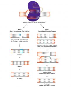CRISPR diagram