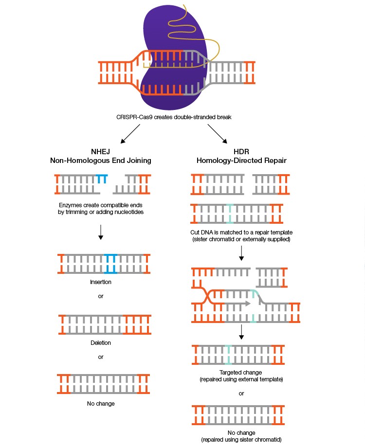 CRISPR diagram 