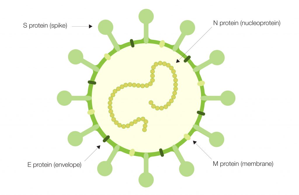 Immune Surveillance in SARS-CoV-2 Vaccine Development