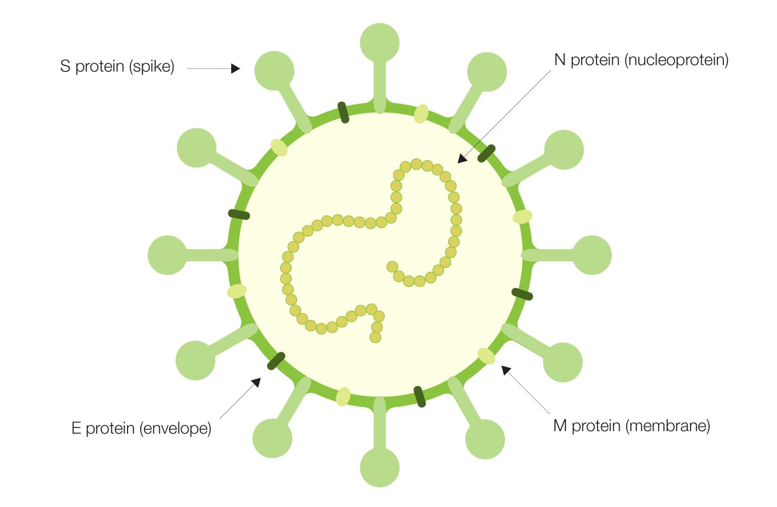 Nguồn: https://www.bioradiations.com/immune-surveillance-in-sars-cov-2-vaccine-development-321/