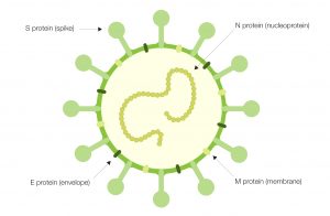 Immune Surveillance in SARS-CoV-2 Vaccine Development