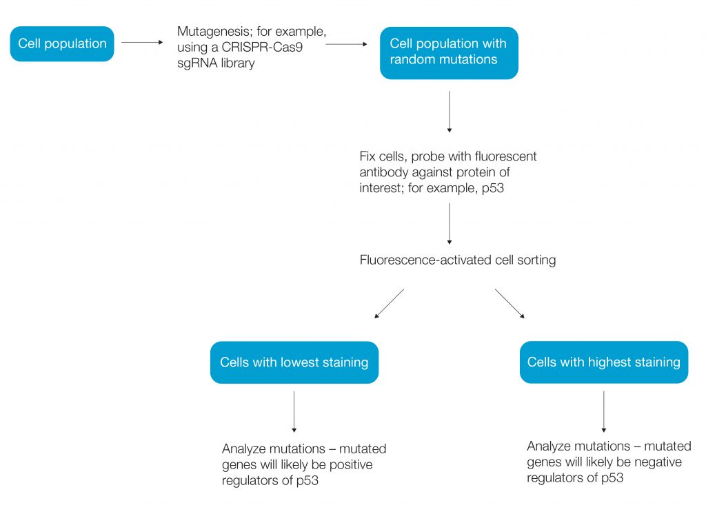 FACS simplifies genetic screens