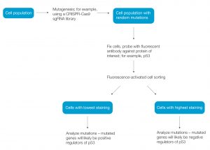 FACS simplifies genetic screens