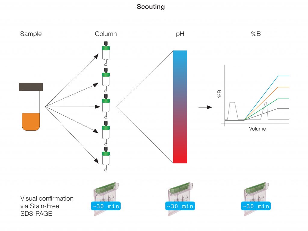 Fig. 1. Protein purification workflow scouting.