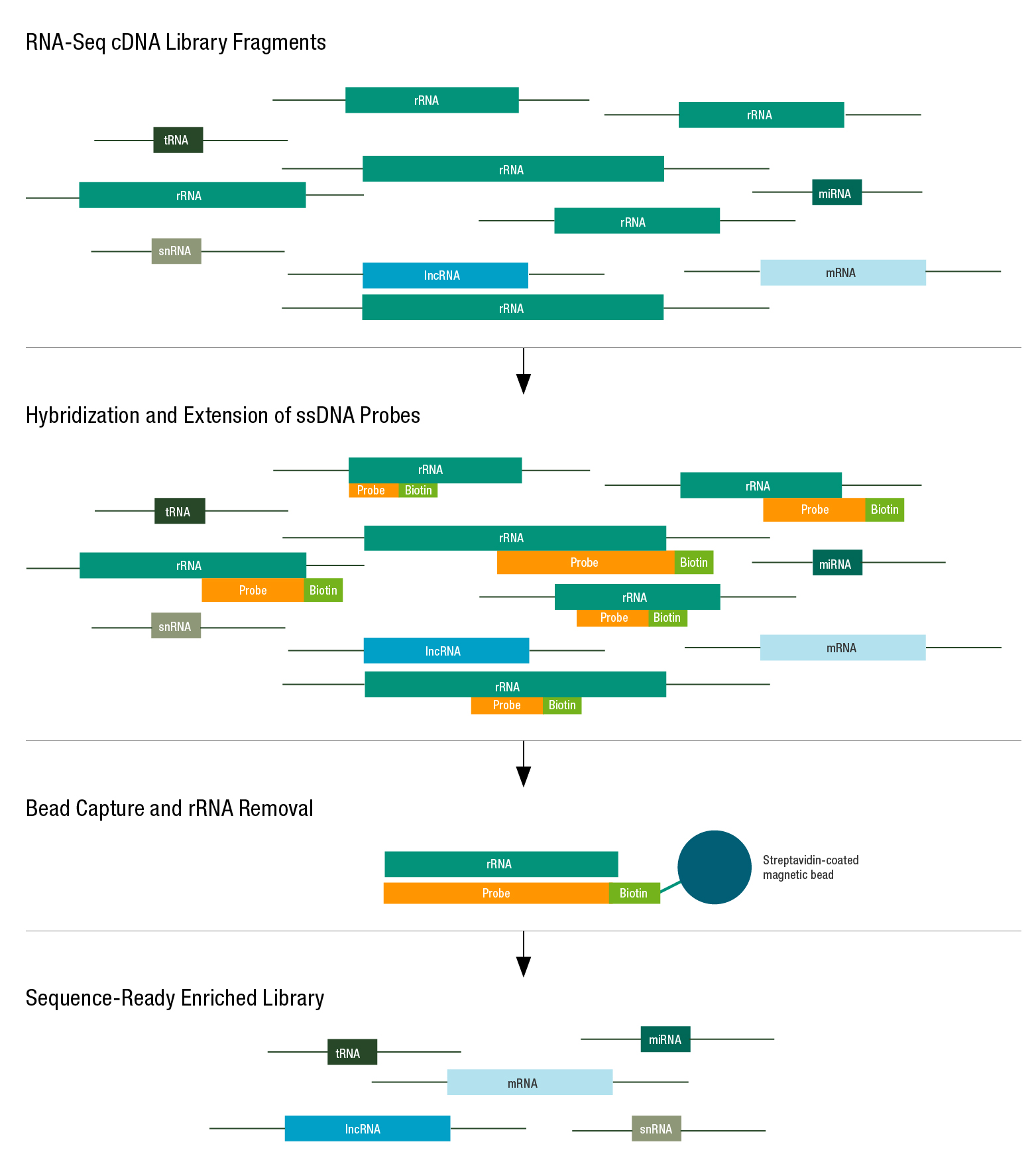 Ribosomal RNAs (rRNAs)