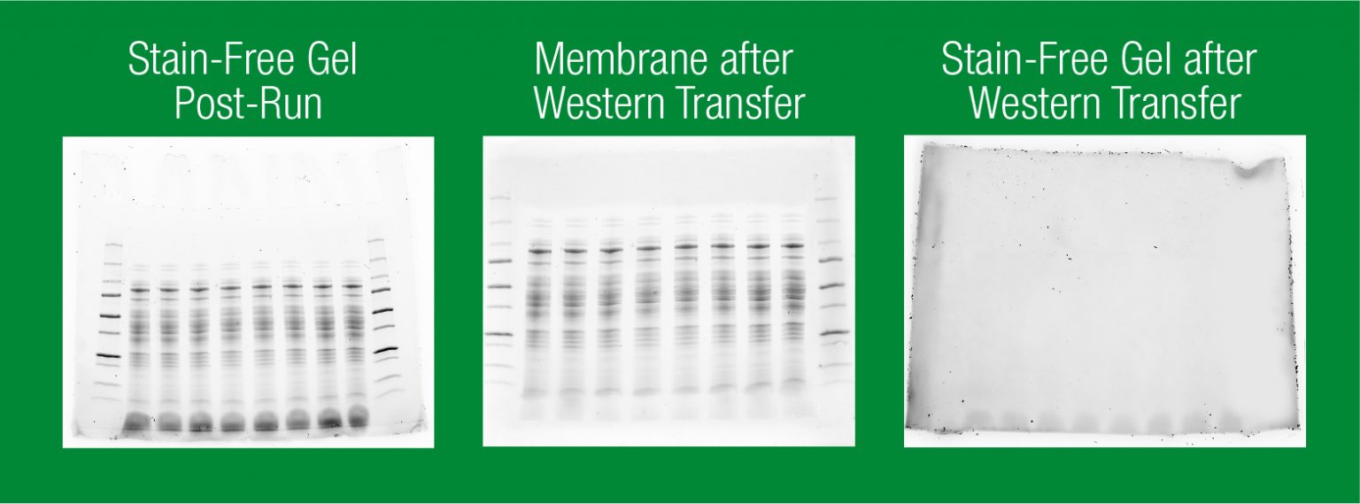 3 Reasons to Use StainFree Western Blotting Bioradiations