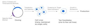 General process for production of recombinant proteins.