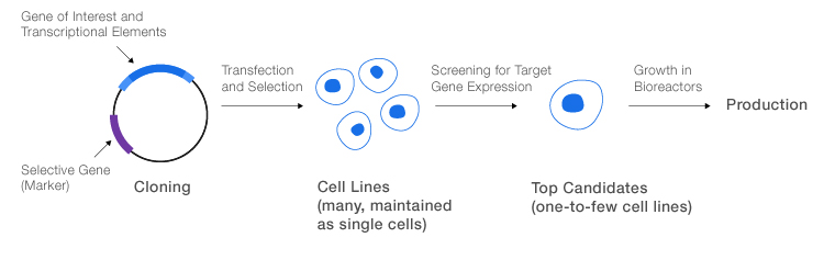 General process for production of recombinant proteins.