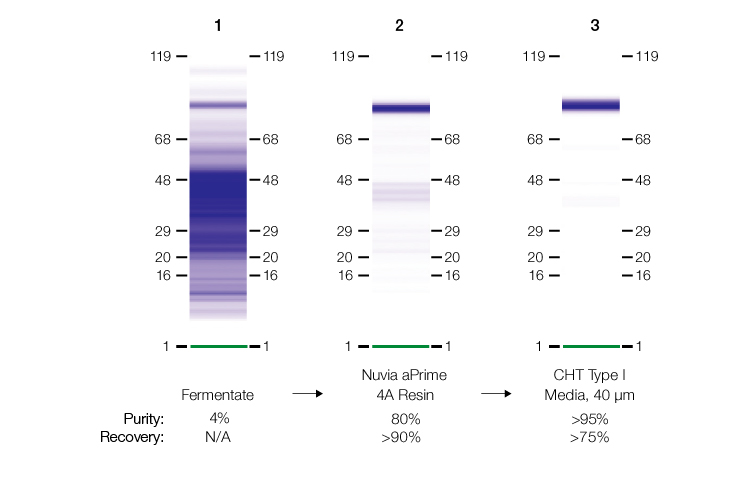 SDS-PAGE analysis from the two-step purification workflow involving Nuvia aPrime 4A Resin.