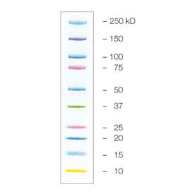 Precision Plus Protein Kaleidoscope Prestained Protein Standards