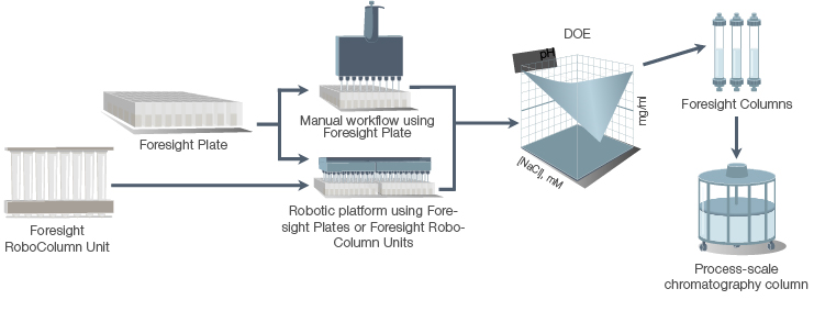 Purification scale-up workflow shows the use of high-throughput screening and design of experiment (DOE) to define an operational window for biomanufacturing.