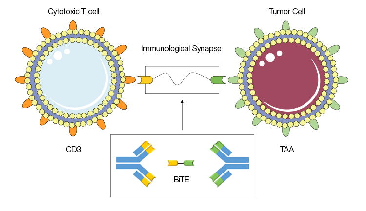 Bispecific Antibodies and Cancer Immunotherapy