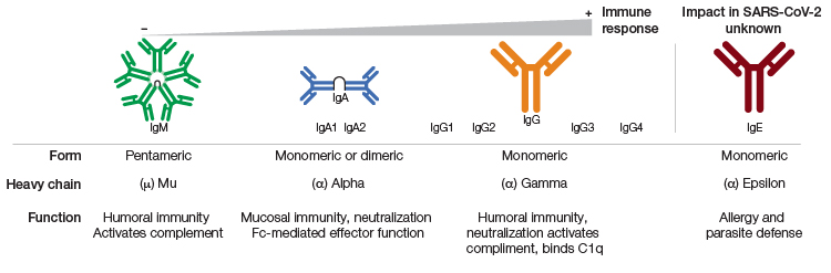 Antibody overview and timeline in SARS-CoV-2 infection.