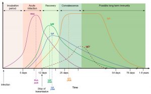 Isotype-specific antibody prevalence in patients with COVID-19.