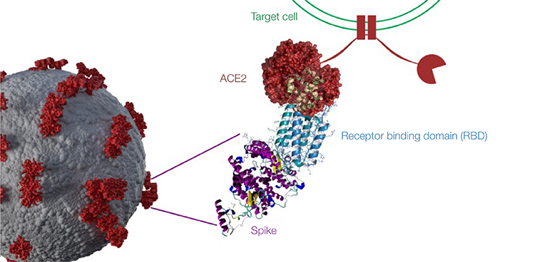 SARS-CoV-2 viral entry and neutralizing antibody mechanism.
