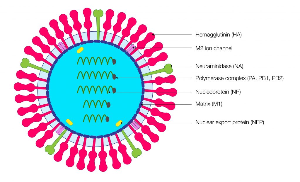 Figure 1. Schematic of influenza virus particle showing key surface proteins.