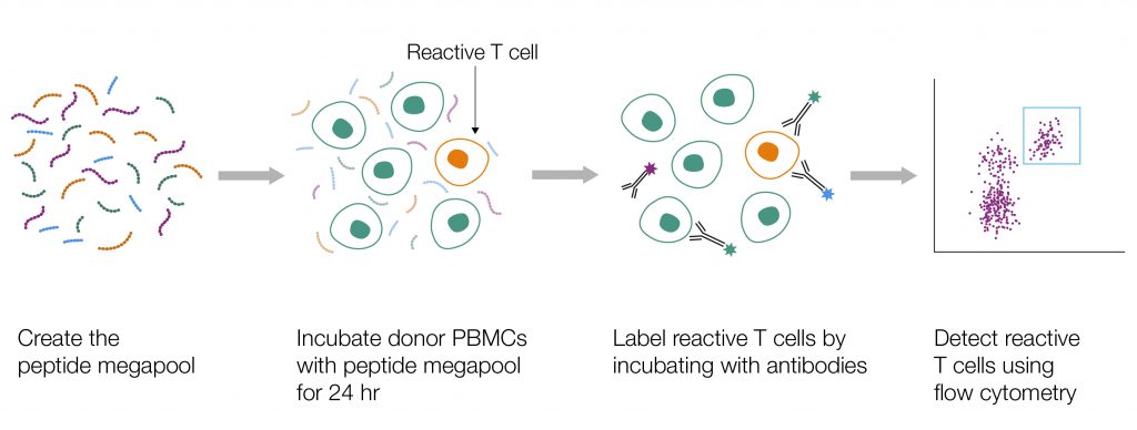 Fig. 1. Representation of a peptide megapool T-cell activation assay.