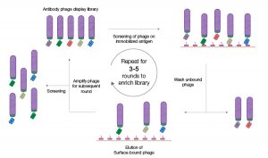 Fig. 1. Phage display selection by panning.