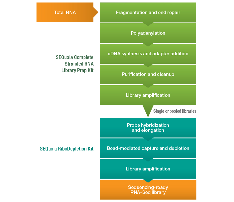 Fig. 1. Novel RNA-Seq library preparation workflow employing the SEQuoia Complete Stranded RNA Library Prep and SEQuoia RiboDepletion Kits