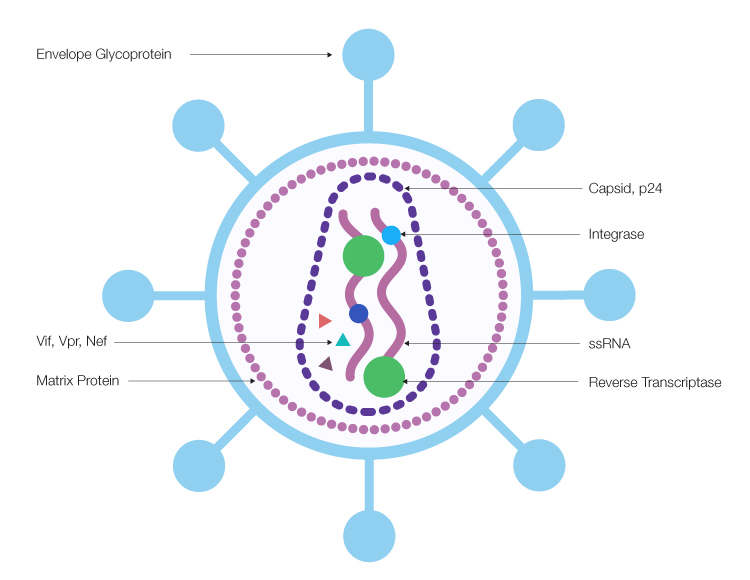 Lentivirus structure and composition.