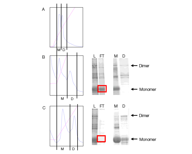 Fig. 1. Comparison of a strong AEX MM resin versus Nuvia wPrime 2A Media for monomer/dimer separation.